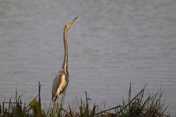 Great blue heron in saltwater marsh habitat. 