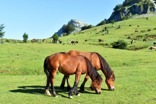 Horses in the meadows of Arraba. Gorbeia or Gorbea Natural Park