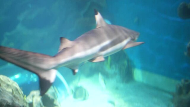 A shark is swimming in a tank. The tank is blue and the shark is white and black