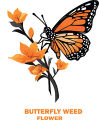 Butterfly weed flower vector white background .
