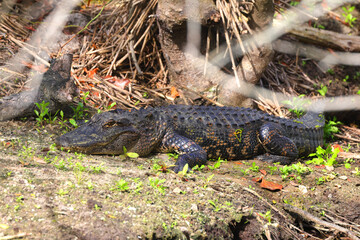 American Alligator, sunny on water's bank. 