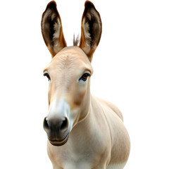 head of a donkey with transparent background PNG and JPEG image for your business