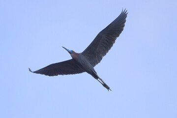 little blue heron in flight