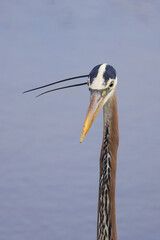 Great blue heron closeup headshot against blurry blue water background in habitat. 
