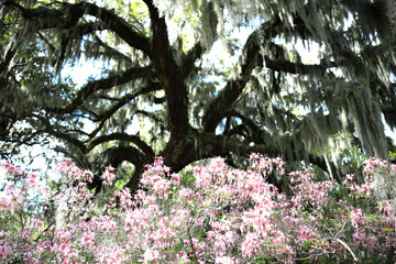 Beautiful southern low country garden scape of live oak trees, azaleas, and Spanish moos making an idealic serene antebellum atmosphere. 