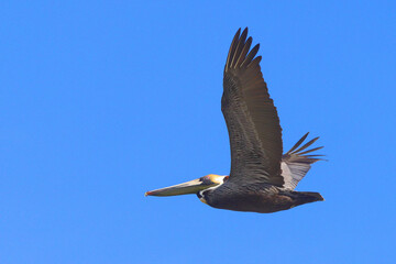 Yellow capped brown pelican in flight against a deep blue sky. 