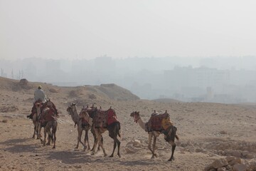Camellos en El Cairo