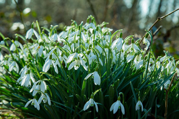 groups of flowering snowdrops (Galanthus) in a forest clearing in early spring. Bunches of white...