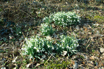 groups of flowering snowdrops (Galanthus) in a forest clearing in early spring. Bunches of white...