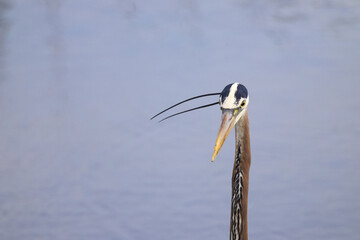 Great blue heron closeup headshot against blurry blue water background in habitat. 