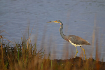 Great blue heron in saltwater marsh habitat. 
