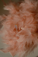 Rainbow glare on pink feathers