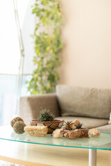 Small succulents decorating modern living room table