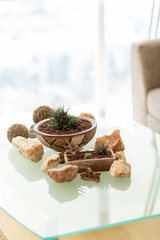 Small succulents and rocks creating a relaxing spa atmosphere on glass table