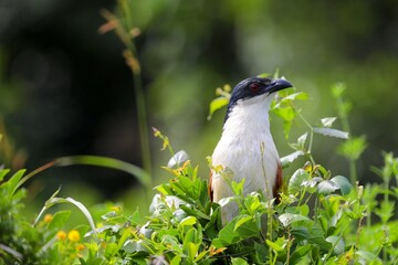 A shy Burchell’s coucal, rarely seen in the open, peeks through dense bush in South Africa,...