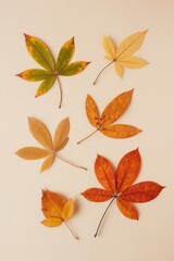 Autumn Leaves on Beige Background


