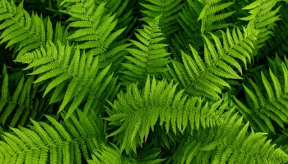 green fern leaves