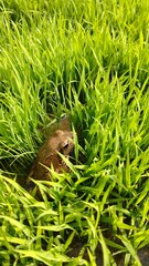 水稲の苗に隠れるカエル