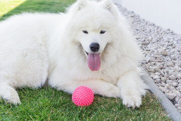 Happy samoyed dog looking at camera on green grass with a pink ball, concept of pets care, animal...