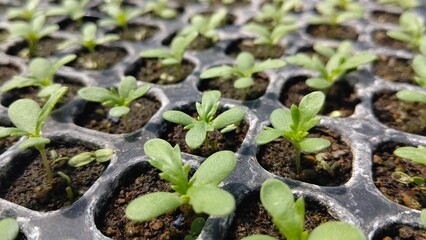 セルトレイに春菊を播種してから12日目