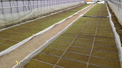 プール育苗で水没する苗箱