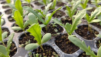 セルトレイに春菊播種してから18日
