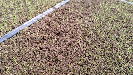 覆土を持ち上げる水稲の芽