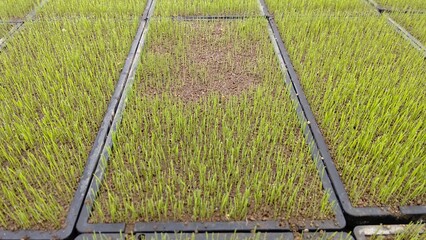 水稲苗の発芽不良