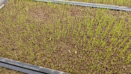 水稲苗の発芽不良