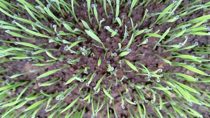 早朝の水稲の芽