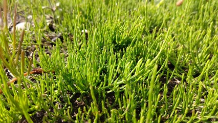 朝露を浴びたスギナ