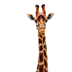 Fototapeta premium Giraffe with transparent background PNG and JPEG image for your business