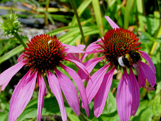 Sonnehut+Hummel mit KI erstellt+bearbeitet