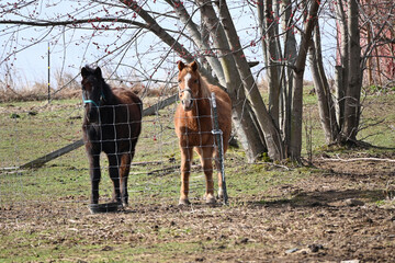 Two Horses in the Pasture