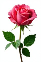 Fototapeta premium Unfurling rose petals against pure white, showcasing different bloom phases, romantic, stock photo, petals