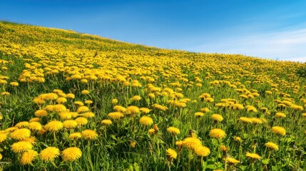Fototapeta premium The vibrant yellow dandelion field under a bright blue sky.