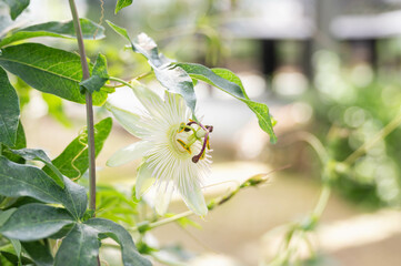 パッションフルーツの花
