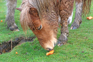 Wild pony feeding in the rain	