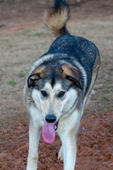 dogs running around at a dog park