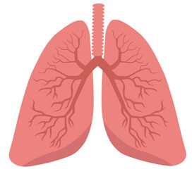 Human Respiratory System Lungs Anatomy Illustration