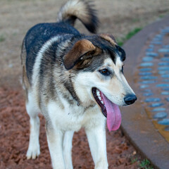 dogs running around at a dog park