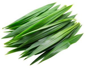 bunch of rosemary isolated on white background. PNG Transparent file type with high definition quality And vibrant color grading Available.