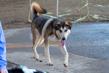 dogs running around at a dog park
