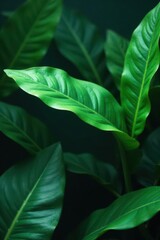 Dark green tropical leaves, shadows, exotic backdrop , rainforest, element