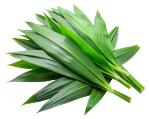 bunch of rosemary isolated on white background. PNG Transparent file type with high definition quality And vibrant color grading Available.