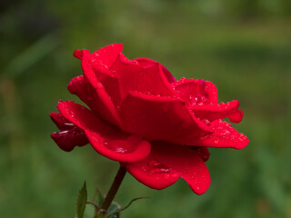 Elegant red rose with glistening raindrops on petals, vibrant green background