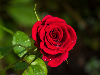 Red rose bud covered in glistening raindrops, deep green background