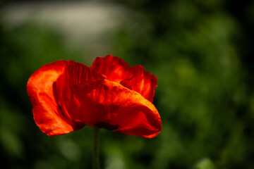 red poppy flower