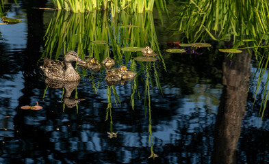 ducks in the pond