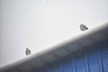 Pigeon Resting on Rooftop Edge on a Rainy Day